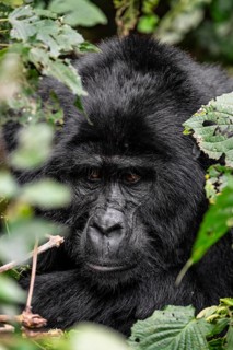 Silverback, animal portrait, mountain gorilla (Gorilla berengei berengei), Bwindi Impenetrable