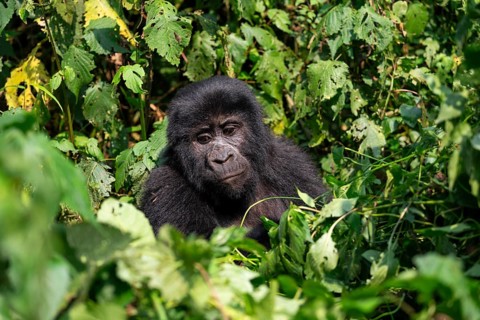 Mountain gorilla (Gorilla berengei berengei), Bwindi Impenetrable National Park, Uganda