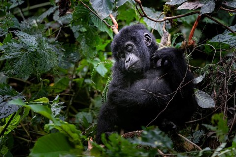 Young animal, mountain gorilla (Gorilla berengei berengei), Bwindi Impenetrable National Park,