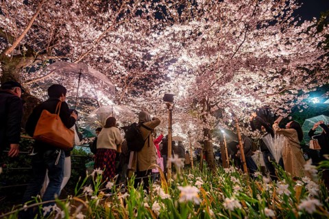 People walking under blooming illuminated cherry trees at night, Japanese cherry blossoms in