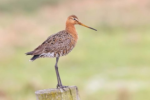 Blacktail (Limosa limosa), sitting room, on a fence post, snipe birds, wildlife, nature