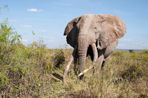 African elephant (Loxodonta africana) eats leaves, the famous Super Tusker elephant Craig, old male