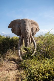 African elephant (Loxodonta africana) eats leaves, the famous Super Tusker elephant Craig, old male