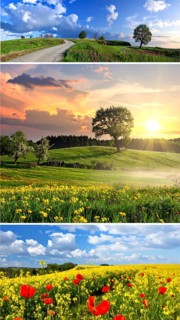 Collage of spring and summer landscapes, blooming flowers, green meadows and trees, hilly landscape