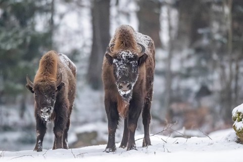 European bison (Bison bonasus) or Wisent standing on a meadow next to the forest in winter, snow,