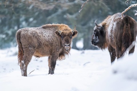 European bison (Bison bonasus) or Wisent standing on a meadow next to the forest in winter, snow,