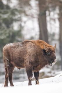 European bison (Bison bonasus) or Wisent standing on a meadow next to the forest in winter, snow,