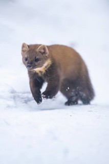 European pine marten (Martes martes) running in the snow in winter, National Park Bavarian Forest,
