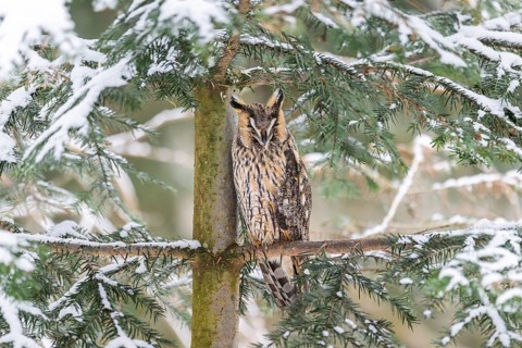 Long-eared owl (Asio otus) sitting on a branch in winter, National Park Bavarian Forest, Bavaria,