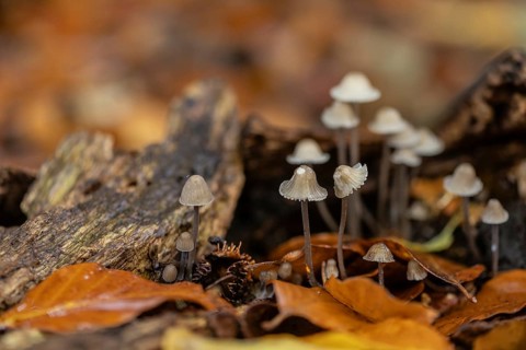 Helmlinge (Mycena), Emsland, Lower Saxony, Germany