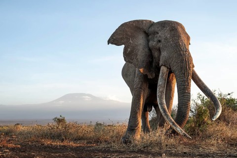 African elephant (Loxodonta africana), the famous Super Tusker elephant Craig, old male with long