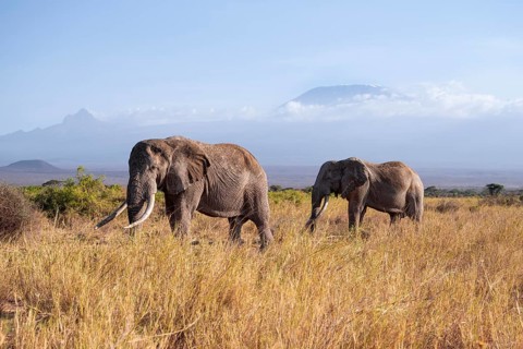 Two African elephants (Loxodonta africana) in a picturesque landscape with the summit of Mount