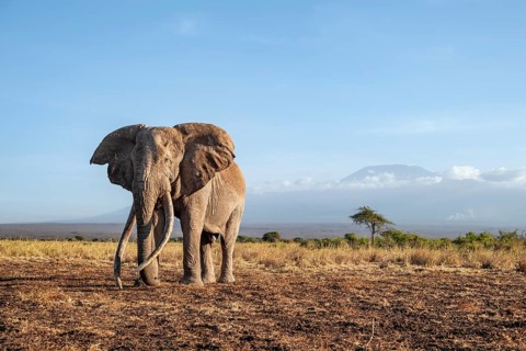 African elephant (Loxodonta africana) in picturesque landscape with the summit of Mount
