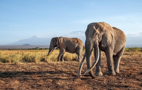 Two African elephants (Loxodonta africana) in a picturesque landscape with the summit of Mount