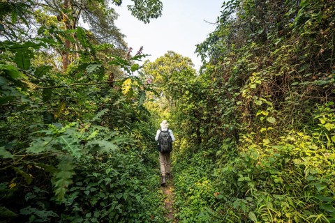 Tourist hiking trail through dense vegetation in tropical mountain rainforest, primeval forest,