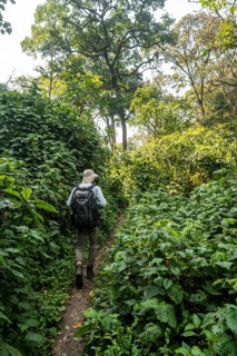 Tourist hiking trail through dense vegetation in tropical mountain rainforest, primeval forest,