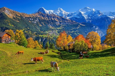 Autumn landscape in the hamlet of Sulwald with views of Wengen and Eiger 3967m, Mönch 4110m and