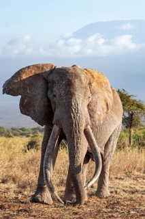 African elephant (Loxodonta africana) in picturesque savanna landscape with the summit of Mount