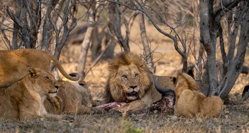 Lion (Panthera Leo) with kill, pack eats captured buffalo, adult male with prey, Moremi Game