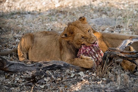 Lion (Panthera Leo) with kill, juvenile male eats the ribs of the captured buffalo, Moremi Game