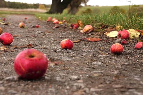 Fallen fruit, autumn time, Germany