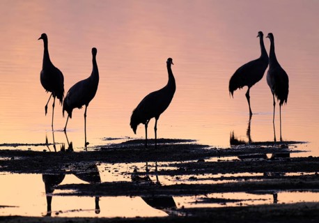 Crane (Grus grus), a group of cranes standing in the shallow water zone of a lake in warm, orange