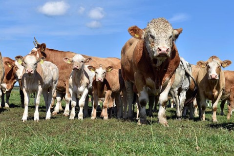 Cattle, on a pasture on the Prerower Strom on the Darß peninsula, Mecklenburg-Western Pomerania,