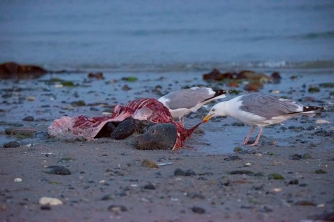 Two herring gulls (Larus argentatus) stand on a quiet, rocky sandy beach at dusk and peck at a dead