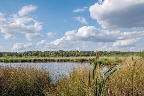 Haaksbergerveen Nature Reserve, Oberjissel Province, Haaksbergen, Netherlands