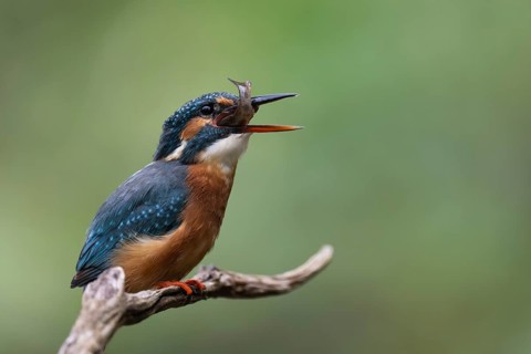 Kingfisher (Alcedo atthis) with brown trout, Bitburg, Rhineland-Palatinate, Germany