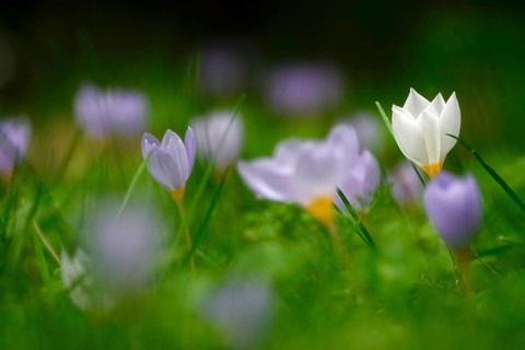 Autumn crocus, autumn time, Germany