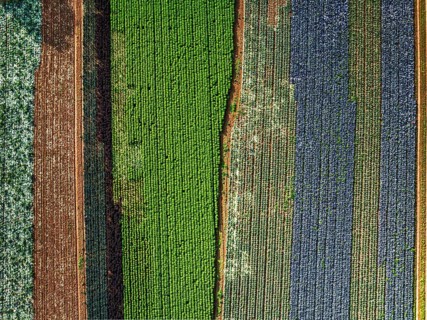 Top down view of red and green cabbage field from a drone, Devon, England, United Kingdom