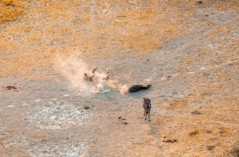 Steppe zebras (Equus quagga) rolling in dust, savanna landscape with yellow grass, aerial view,