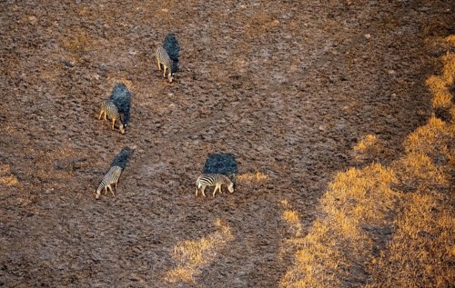 Steppe zebra (Equus quagga), savanna landscape, aerial view, Okavango Delta, Botswana