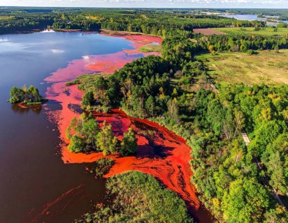 Red algae plant on the lake. abstract ecology nature concept, wild landscape with vibrant red
