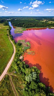 Red algae plant on the lake. abstract ecology nature concept, wild landscape with vibrant red