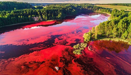 Red algae plant on the lake. abstract ecology nature concept, wild landscape with vibrant red