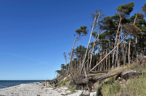 The west beach on the Darß peninsula on the Baltic Sea, Mecklenburg-Western Pomerania, Germany