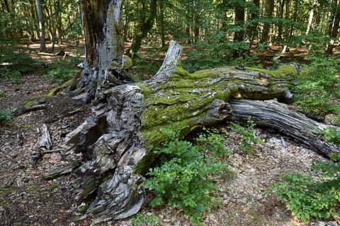 Dead wood in beech forest, Darß primeval forest, Darßer Wald, Mecklenburg-Western Pomerania,