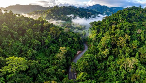Banner background of tropical forest landscape scene, green wild jungle, cloudy sky at morning,