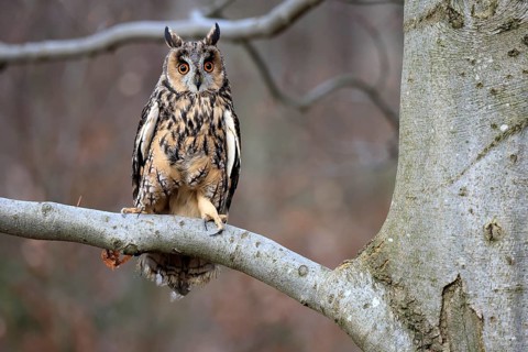 Long-eared owl (Asio otus), adult, on tree, in winter, alert, Bohemian Forest, Czech Republic,