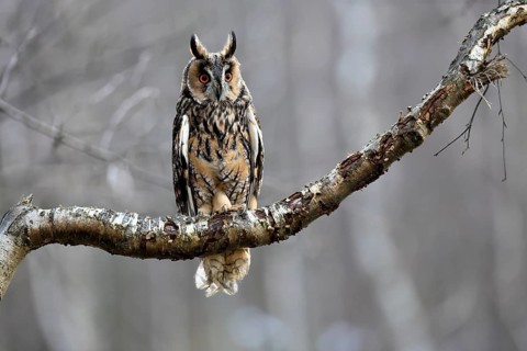 Long-eared owl (Asio otus), adult, on tree, perch, in winter, alert, Bohemian Forest, Czech