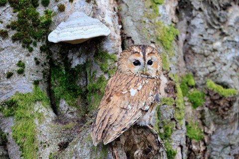 Tawny owl (Strix aluco), adult, on tree, in winter, alert, Bohemian Forest, Czech Republic, Europe,