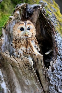 Tawny owl (Strix aluco), adult, perch, on tree, in winter, alert, Bohemian Forest, Czech Republic,