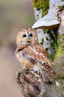 Tawny owl (Strix aluco), adult, on tree, in winter, alert, Bohemian Forest, Czech Republic, Europe,
