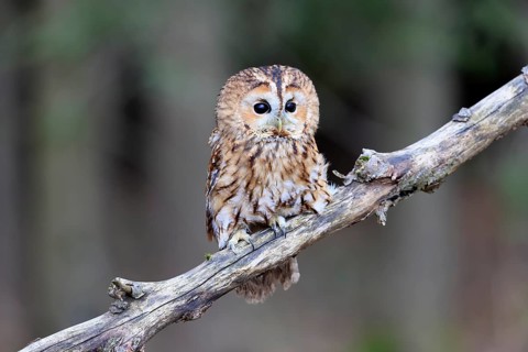 Tawny owl (Strix aluco), adult, perch, in winter, alert, Bohemian Forest, Czech Republic, Europe,