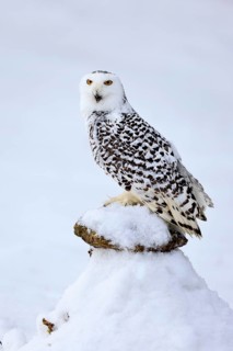 Snowy owl (Nyctea scandiaca), snowy owl, adult, alert, in snow, perch, in winter, Bohemian Forest,