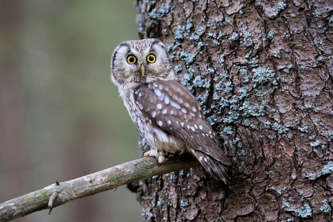 Roughfoot owl (Aegolius funereus), groufoot owl, adult, on tree, alert, in winter, Bohemian Forest,