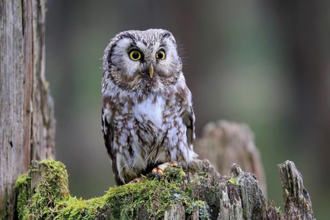 Roughfoot owl (Aegolius funereus), groufoot owl, adult, perch, tree trunk, alert, in winter,