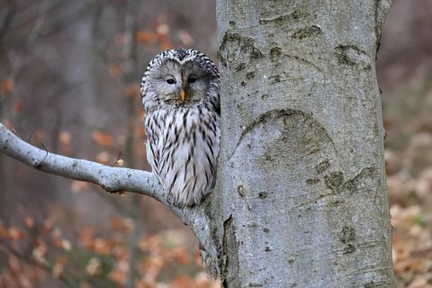 Hawk owl (Strix uralensis), adult, in winter, on tree, on tree trunk, Bohemian Forest, Czech
